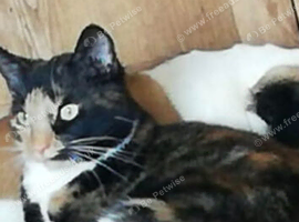 Cat older lady