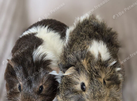 Baby guinea pig