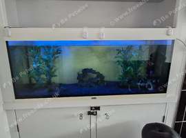 Juwel aquarium 4ft fish tank and 5 fancy goldfish