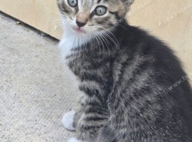 Three tabby kittens