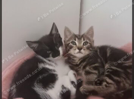 Two kittens needing forever home
