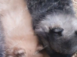 Pomeranian puppies ready 26th Aug taking deposits now