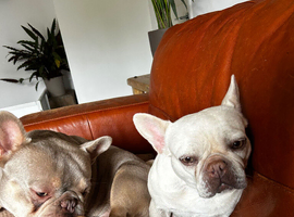 White frenchie girl