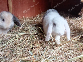 2 x baby rabbits