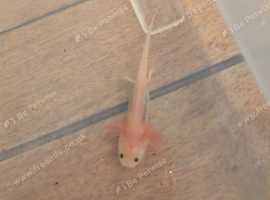 Axolotl