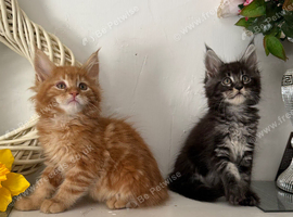 Beautiful tica reg Maine coon kittens.