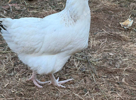 Pol pullets 20 weeks old