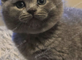 1 silver British short hair kitten for sale