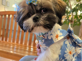 Lucy