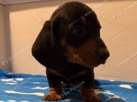 Long and short haired mini dachshund pups