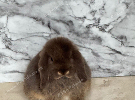Chocolate mini lop With cage