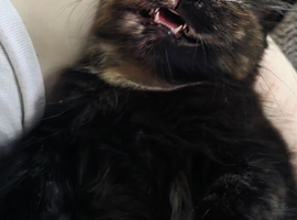Kitten