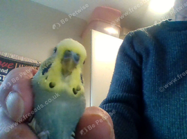 wanted any one got any stck birds