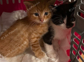 2 small kittens  for 100 pound