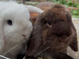 2 mini lop girls must go together