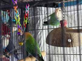 Lovebirds pairs Glasgow