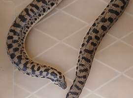 female tartar sand boa