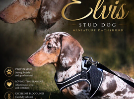 Miniature dachshund for stud