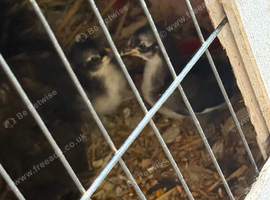 Black mottled pekin bantam chicks