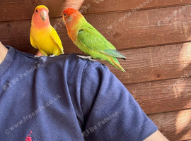 2 Love Birds