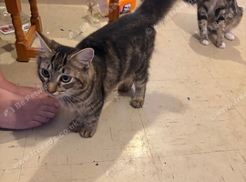 Female bengal