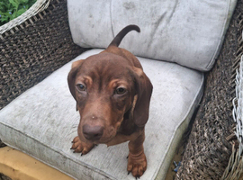 dachshund puppies, boys and girls available