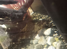 3 small fish 2 shrimp and 1 pleco and there are 2 different small snails.