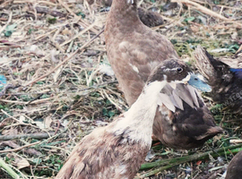 Pair of Ducks (Drake and Hen) Campbell Mix in Kent