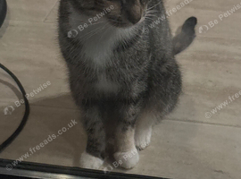 kitten