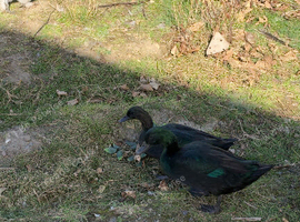 Black east indie ducks
