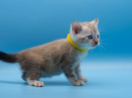 Snow Lynx Bengal Kittens &ndash; Confident, Playful & Affectionate