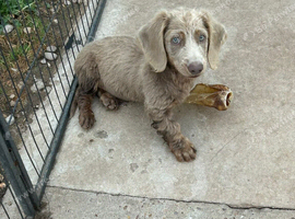 Dachshund (Girl)