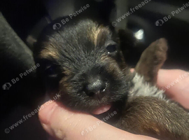 5 Yorkshire terrier puppies for sale