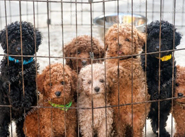 Beautiful Toy Poodle Puppies !!READY NOW!!