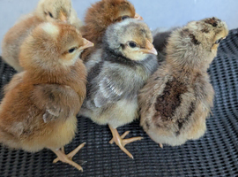 Day old cream legbar & easter/olive eggers