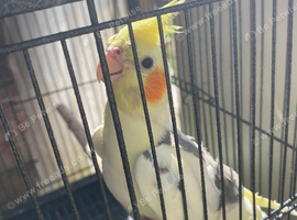 Cockatiel. Yellow and gray .12 weeks old