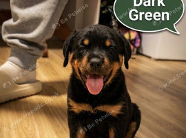 Available: 7 beautiful Rottweiler boys/girls
