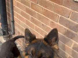 German Shepard longhair male