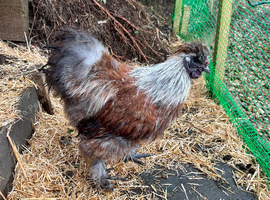 Silkie Bantam Cockerel
