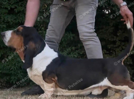 Stunning KC Registered Basset Pups