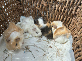 Mixed Beed Baby Girls