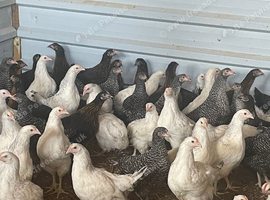 Point of lay hens