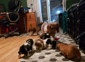 Shih tzu puppie female