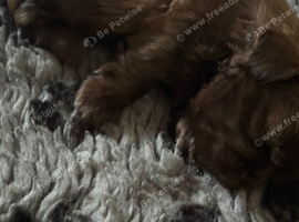 Lovely cheeky Shih Tzu pups Just 3 lovely boys