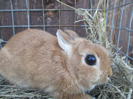 netherland dwarf female