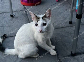 male kitten