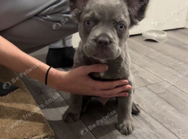 Beautiful blue boy needs to go quick