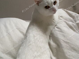 Adorable lovely  cat to re home