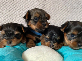 Beautiful small Yorkshire Terrier Pedigree