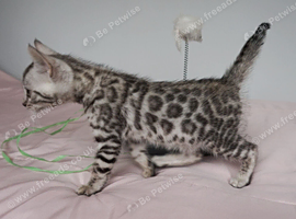2 Gorgeous Bengal Kittens